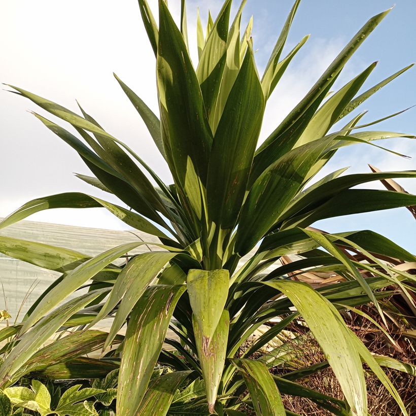 Cordyline australis Emerald Star - Keulenlilie (Laub)