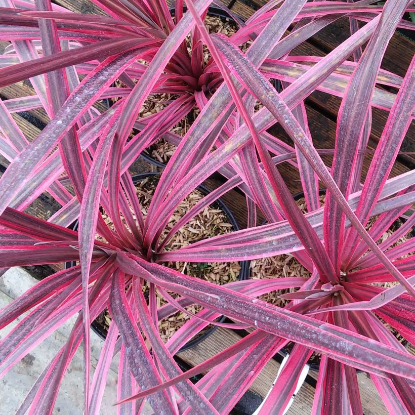 Cordyline australis Pink passion - Keulenlilie (Blüte)