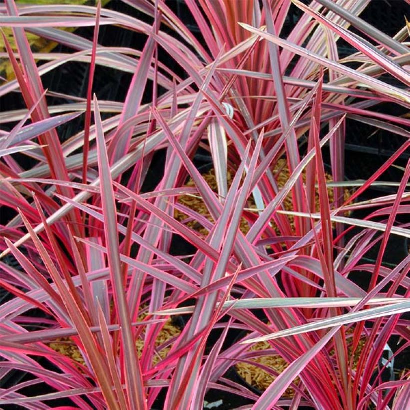 Cordyline australis Southern Splendour - Keulenlilie (Laub)