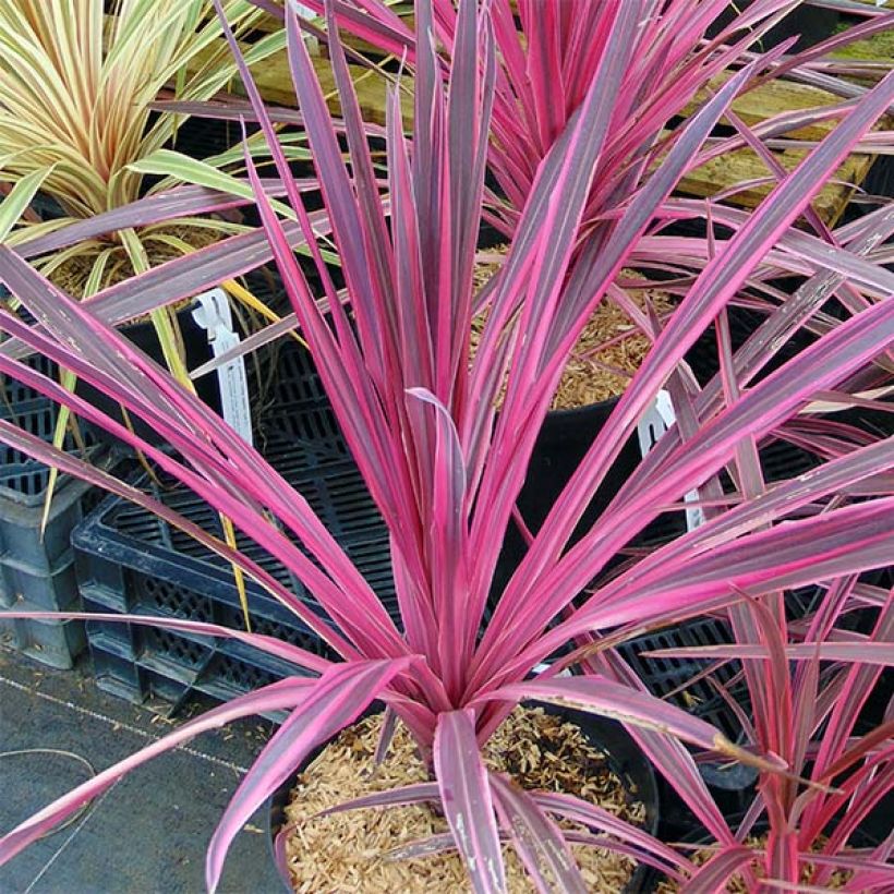 Cordyline australis Southern Splendour - Keulenlilie (Hafen)