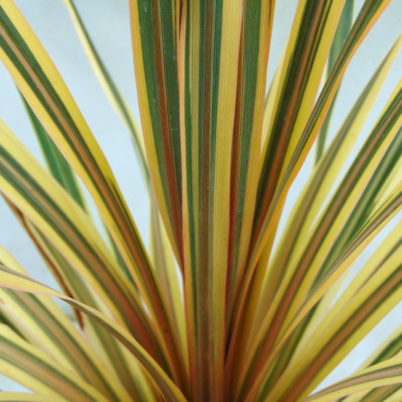 Cordyline australis Torbay Dazzler - Keulenlilie (Laub)