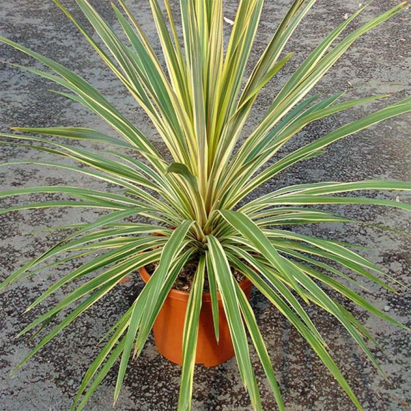 Cordyline australis Torbay Dazzler - Keulenlilie (Hafen)