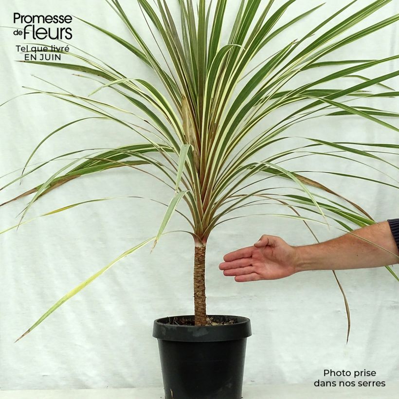 Exemplar von Cordyline australis Torbay Dazzler - Keulenlilie wie im Sommer geliefert