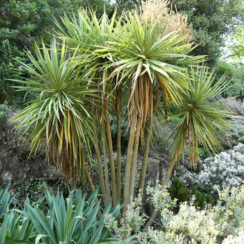 Cordyline australis - Keulenlilie (Hafen)