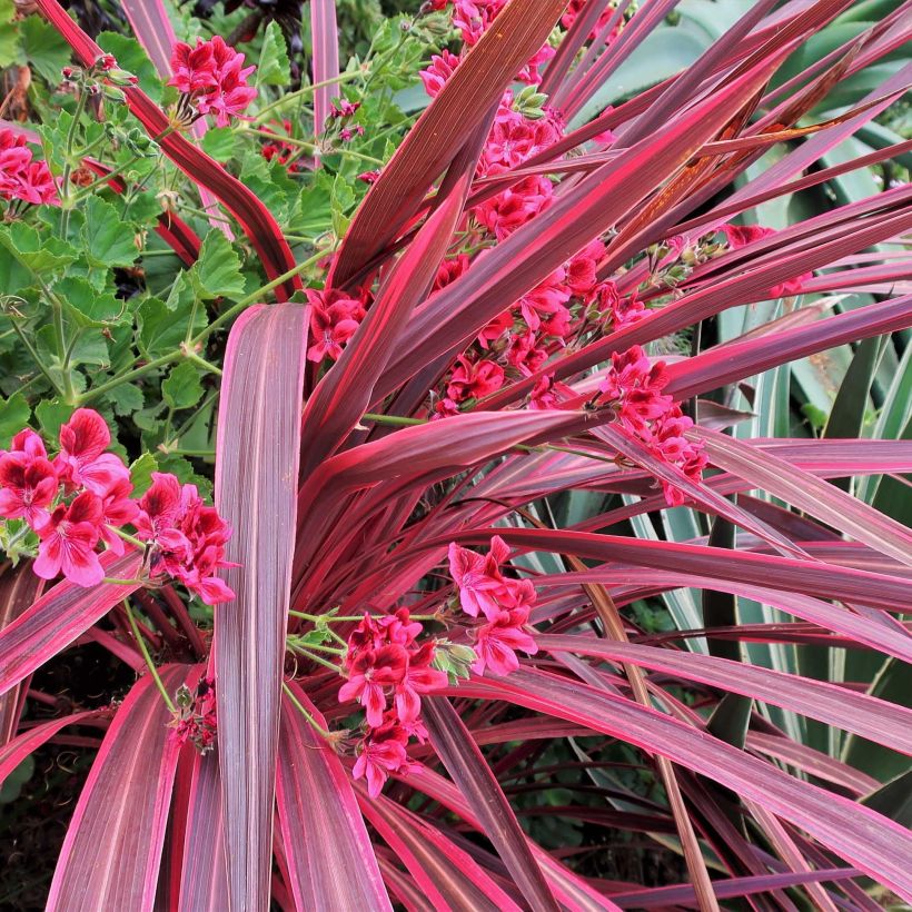 Cordyline banksii Electric Pink - Keulenlilie (Laub)