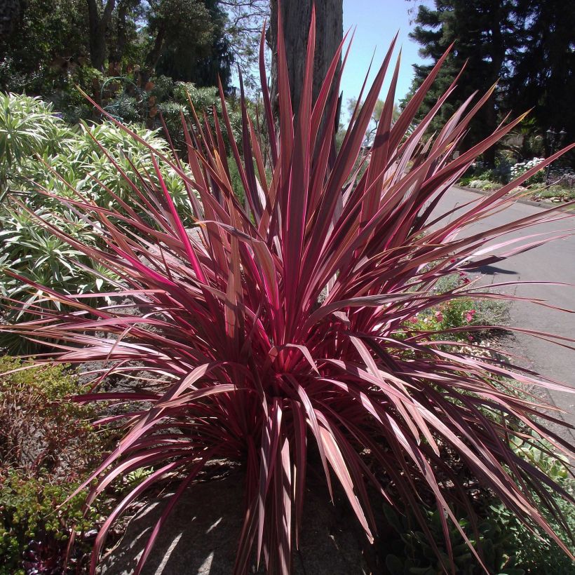 Cordyline banksii Electric Pink - Keulenlilie (Hafen)