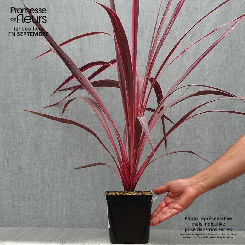 Exemplar von Cordyline banksii Electric Pink - Keulenlilie wie im Herbst geliefert