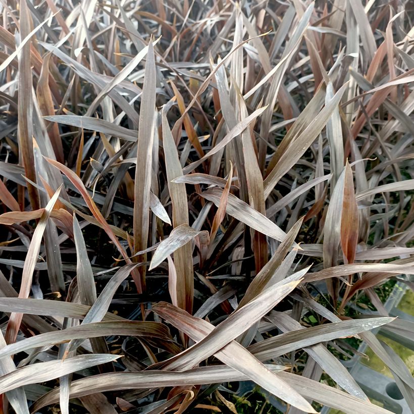 Cordyline banksii Renegade - Keulenlilie (Laub)