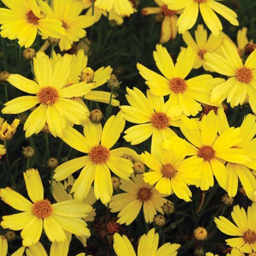 Mädchenauge Citrine - Coreopsis (Blüte)