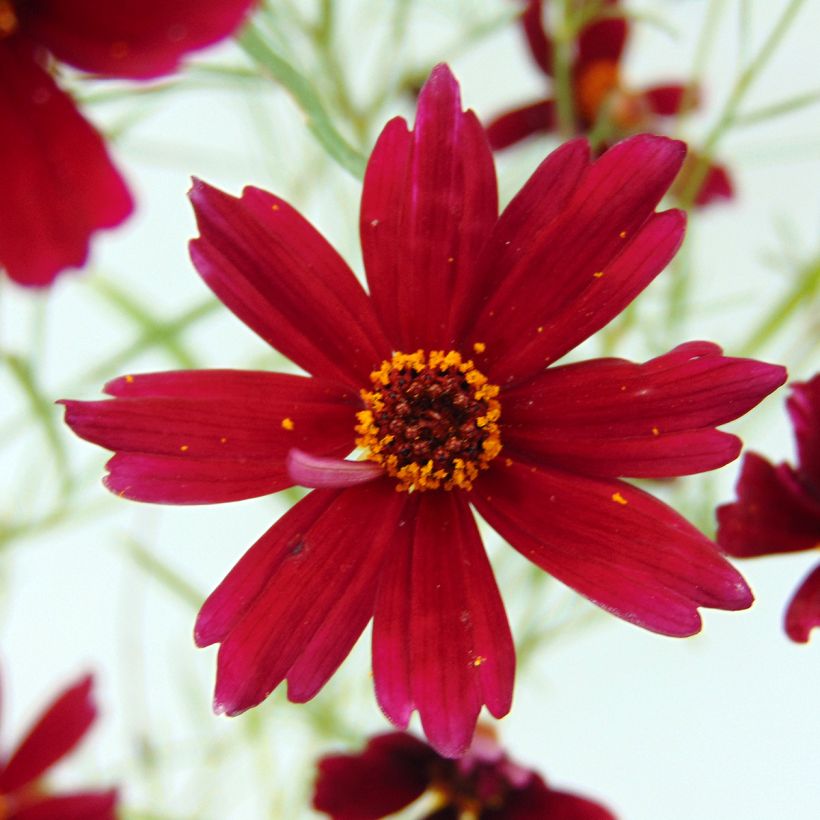 Mädchenauge Limerock ruby - Coreopsis rosea (Blüte)