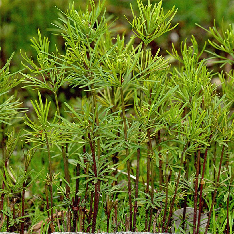 Mädchenauge Ruby Red - Coreopsis verticilliata (Laub)