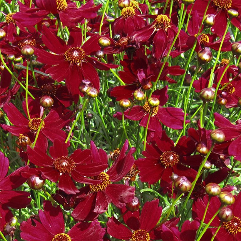 Mädchenauge Ruby Red - Coreopsis verticilliata (Blüte)