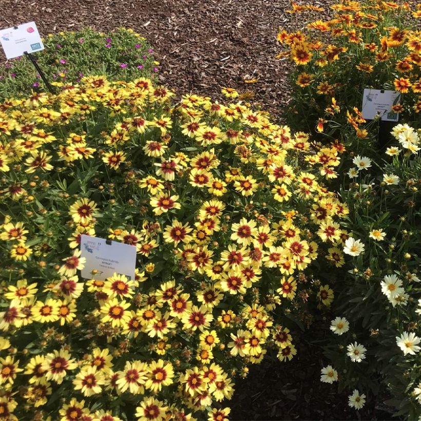 Mädchenauge Uptick Yellow and Red - Coreopsis (Hafen)