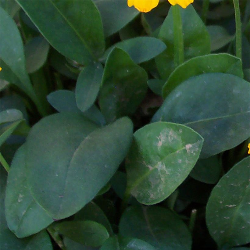 Mädchenauge Elfin Gold - Coreopsis auriculata nana (Laub)