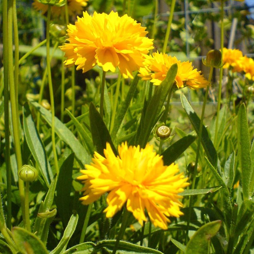 Großblumige Mädchenauge Louis d'Or - Coreopsis grandiflora (Blüte)