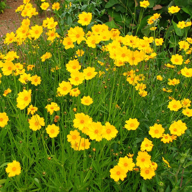 Großblumige Mädchenauge Sonnenkind - Coreopsis grandiflora (Blüte)