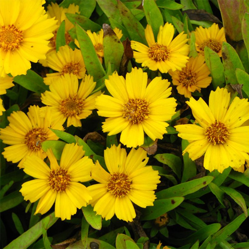 Zwergiges Mädchenauge Goldfink - Coreopsis lanceolata (Blüte)