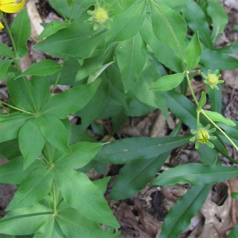 Coreopsis major - Mädchenauge (Laub)