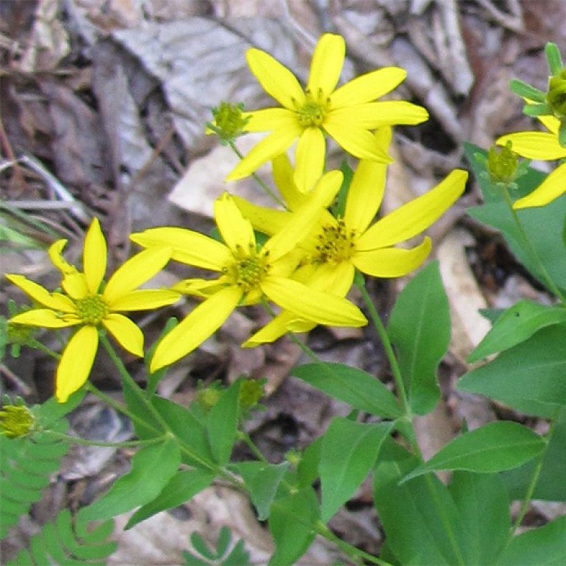 Coreopsis major - Mädchenauge (Blüte)