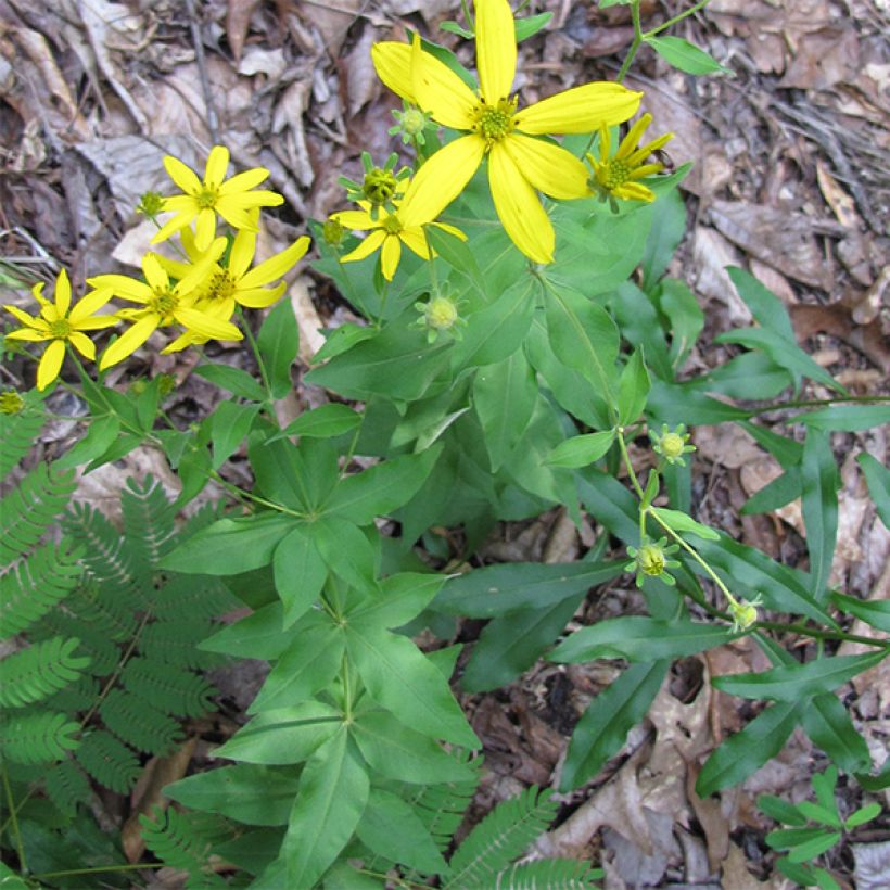 Coreopsis major - Mädchenauge (Hafen)