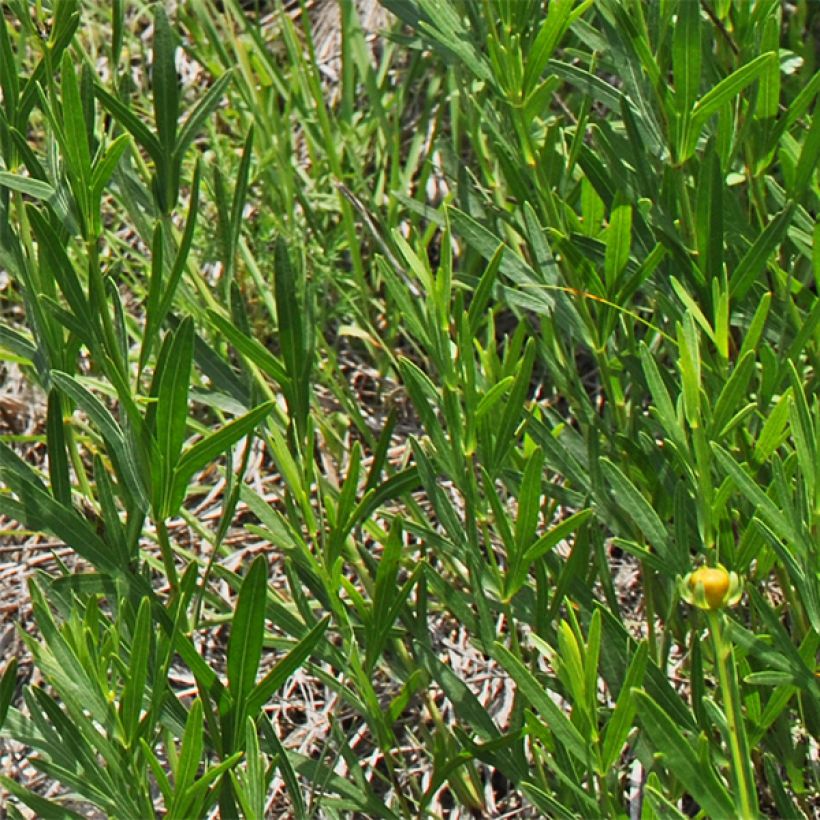 Coreopsis palmata - Mädchenauge (Laub)