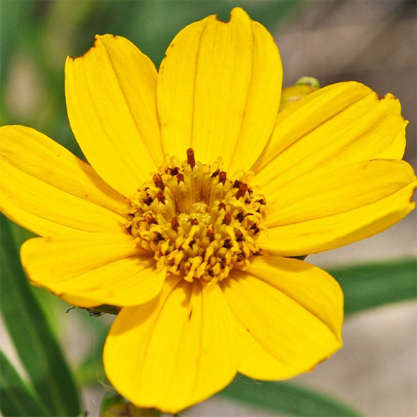 Coreopsis palmata - Mädchenauge (Blüte)