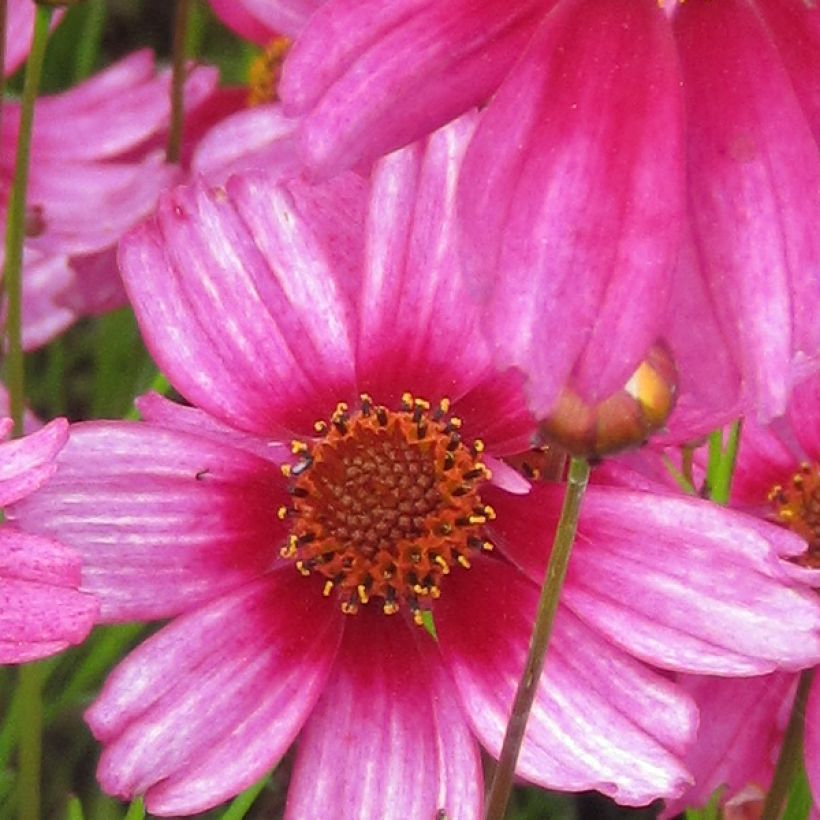 Mädchenauge Heaven's Gate - Coreopsis rosea (Blüte)