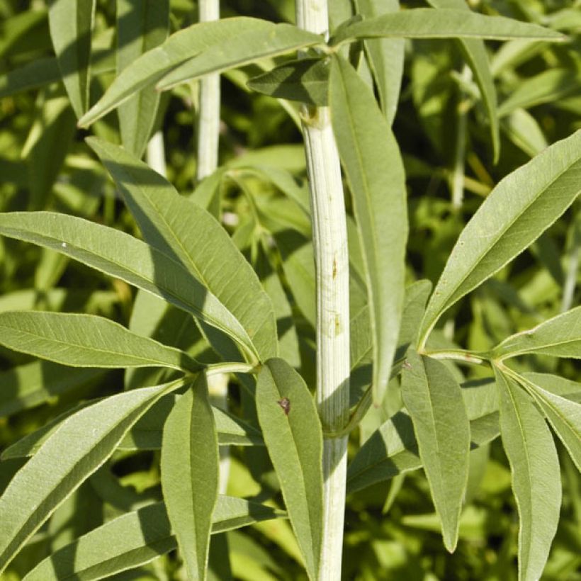 Mädchenauge - Coreopsis tripteris (Laub)