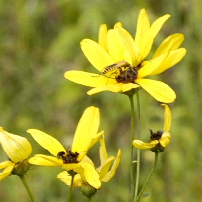 Mädchenauge - Coreopsis tripteris (Blüte)