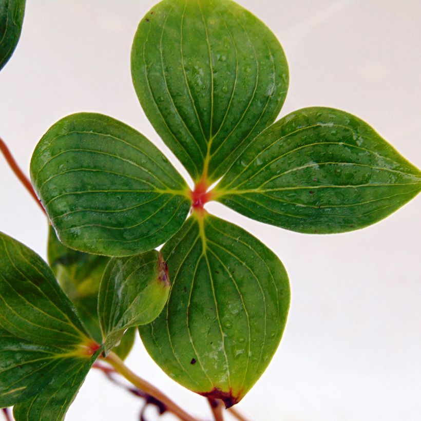 Cornus canadensis - Kanadischer Hartriegel (Laub)