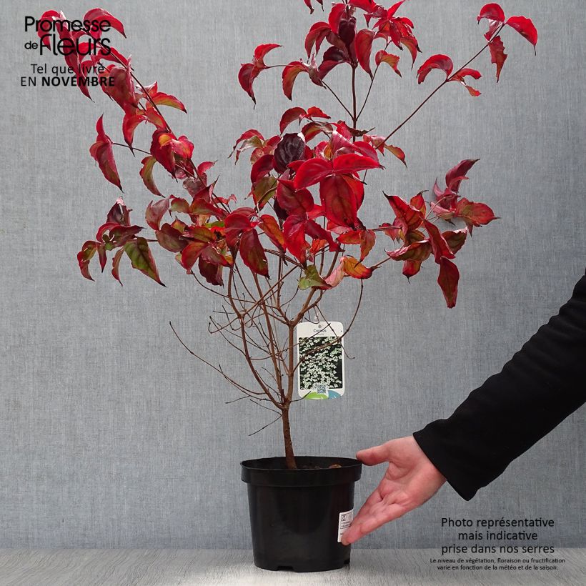 Exemplar von Japanischer Blumen-Hartriegel - Cornus kousa wie im Herbst geliefert