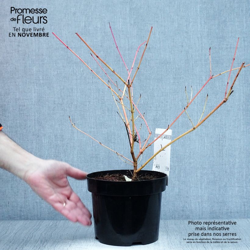 Exemplar von Roter Hartriegel Anny's Winter Orange - Cornus sanguinea wie im Herbst geliefert