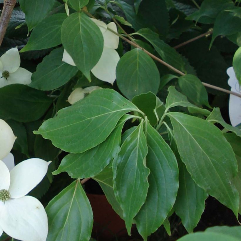 Blüten-Hartriegel Eddie's White Wonder - Cornus (Laub)