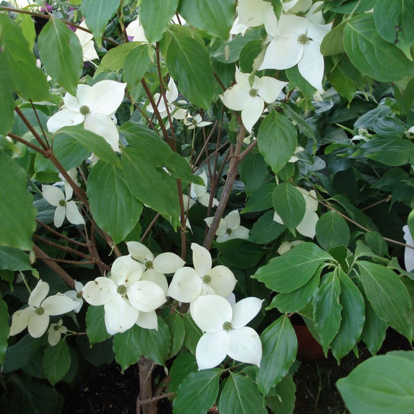 Blüten-Hartriegel Eddie's White Wonder - Cornus (Hafen)