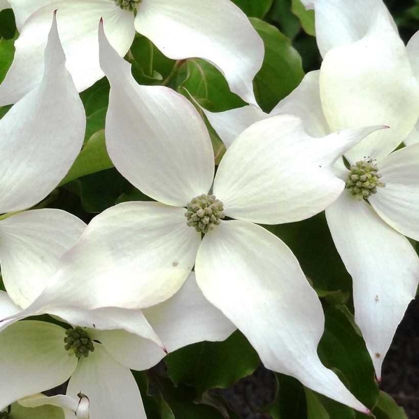 Japanischer Blumen-Hartriegel Weisse Fontaine - Cornus kousa (Blüte)