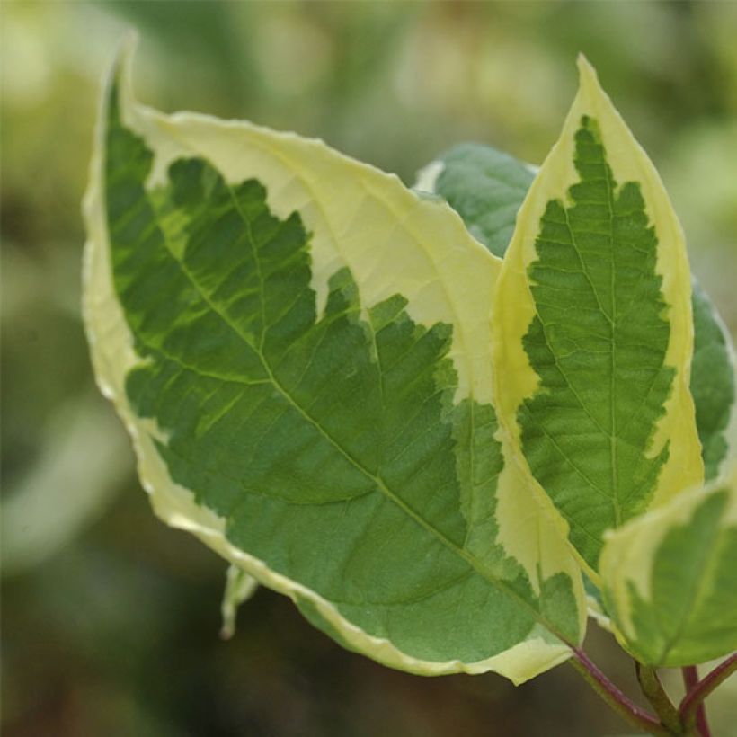 Cornus alba Cream Cracker - Tatarischer Hartriegel (Laub)