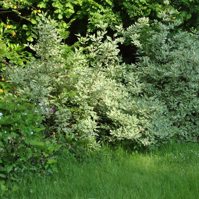 Cornus alba Elegantissima - Tatarischer Hartriegel (Hafen)