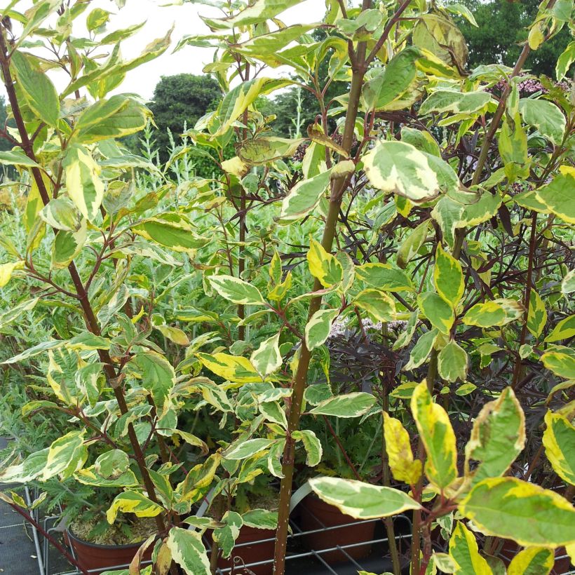 Cornus alba Gouchaultii - Tatarischer Hartriegel (Hafen)