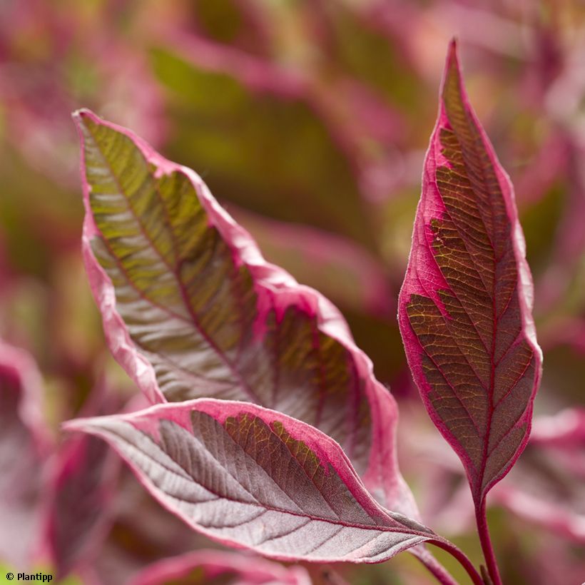 Cornus alba Miracle - Tatarischer Hartriegel (Laub)