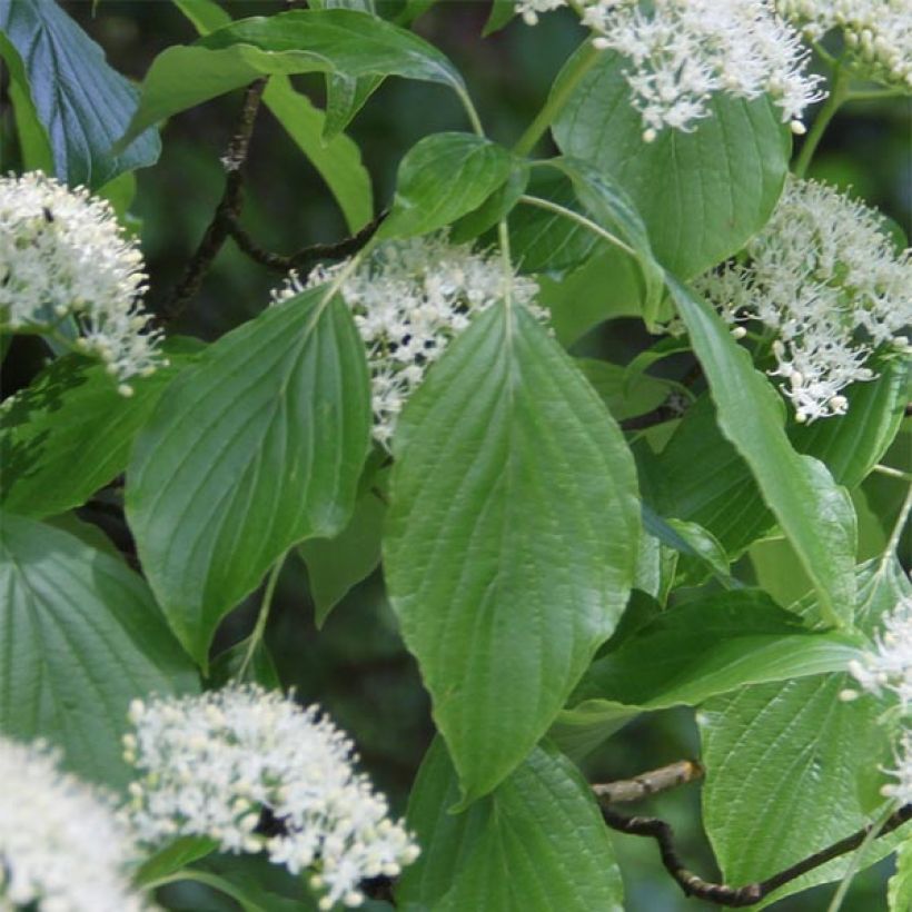 Cornus alternifolia - Wechselblättriger Hartriegel (Laub)