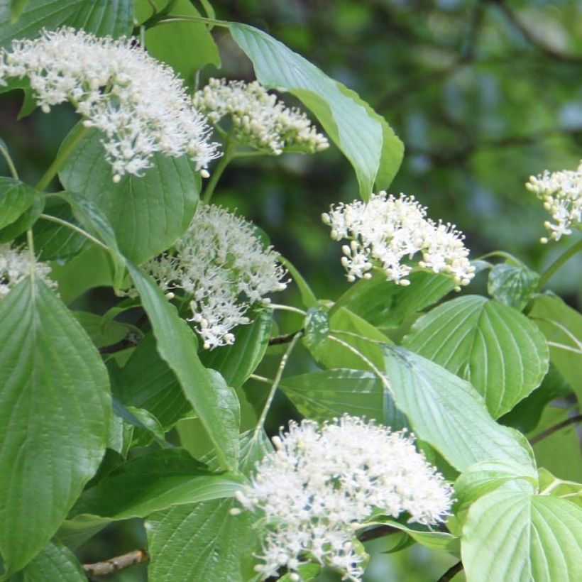 Cornus alternifolia - Wechselblättriger Hartriegel (Blüte)