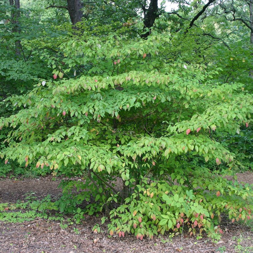 Cornus alternifolia - Wechselblättriger Hartriegel (Hafen)