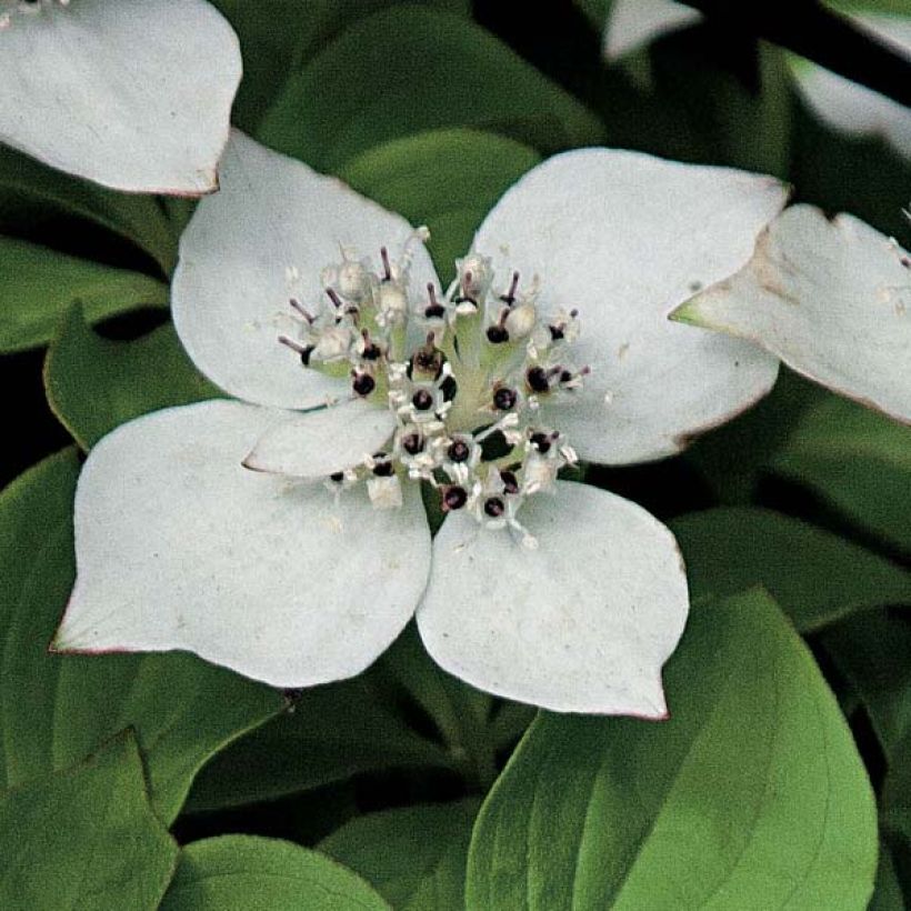 Cornus canadensis - Kanadischer Hartriegel (Blüte)