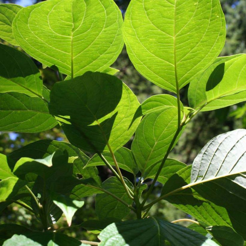 Benthams Hartriegel - Cornus controversa (Laub)