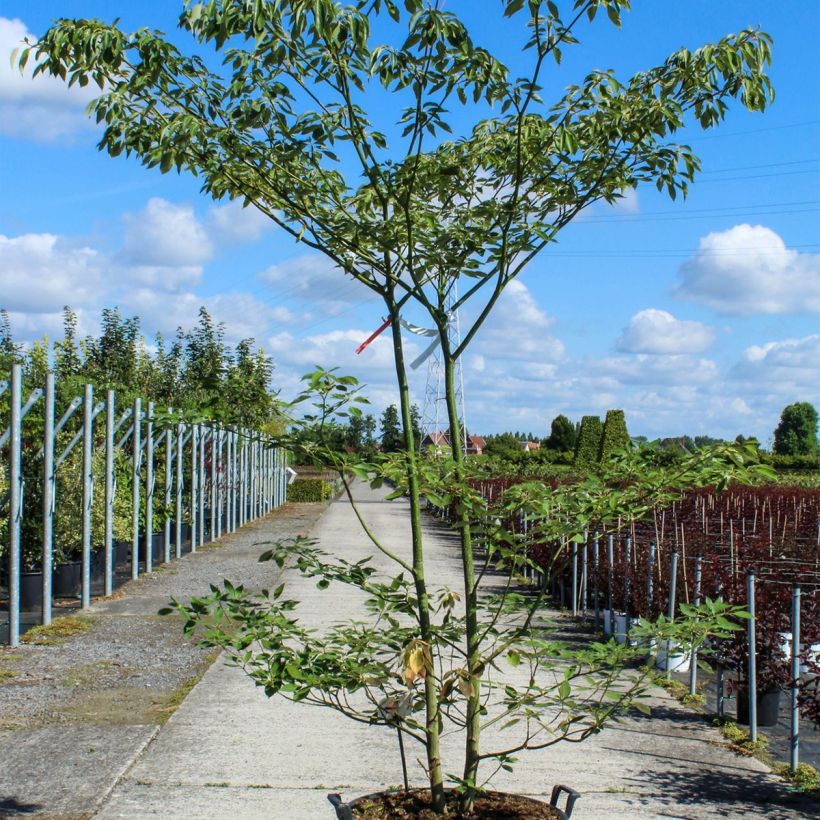 Exemplar von Benthams Hartriegel - Cornus controversa wie im Frühjahr geliefert