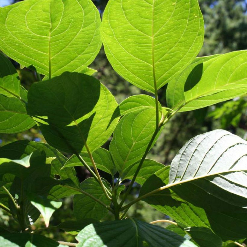 Benthams Hartriegel Pagoda - Cornus controversa (Laub)