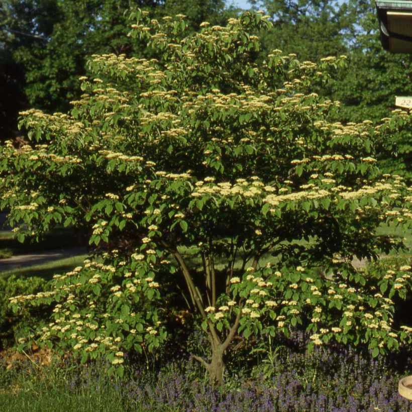 Benthams Hartriegel Pagoda - Cornus controversa (Hafen)