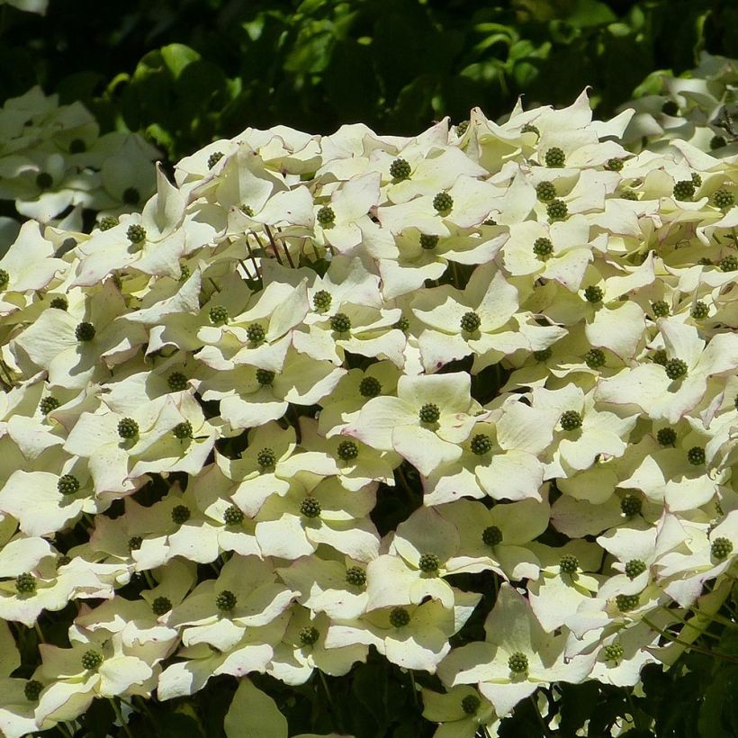 Japanischer Blumen-Hartriegel - Cornus kousa (Blüte)