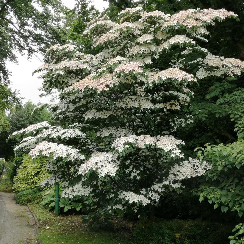 Japanischer Blumen-Hartriegel - Cornus kousa (Hafen)