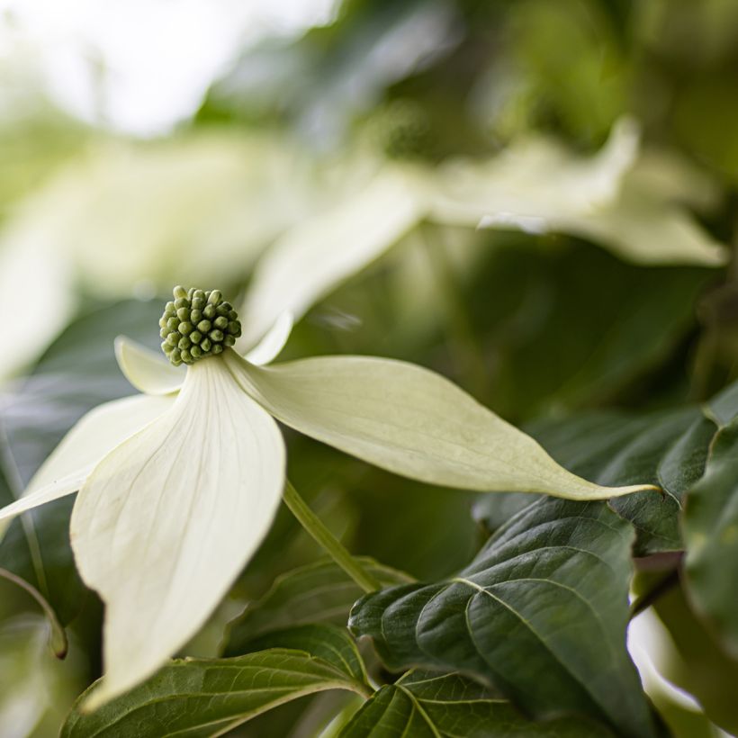 Japanischer Blumen-Hartriegel Blue Shadow - Cornus kousa (Blüte)